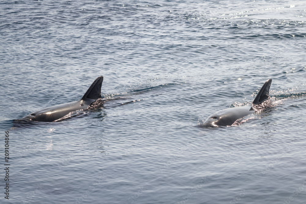 Fototapeta premium Two yongs Bottlenose dolphins are swimming in red sea