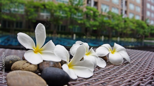 Beautiful Plumeria flowers near swiming pool with building background.