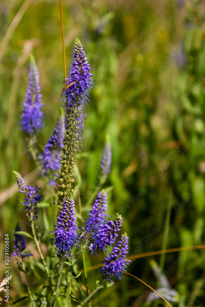 Veronica flowers blue. Wild medicinal plants. The flowers grow in the field.Blue Verónica flowers are covered with sunlight. Flower background. Veronica flowers blue. Wild medicinal plants. The flowers grow in the field.Blue Verónica flowers are covered with sunlight. Flower background.