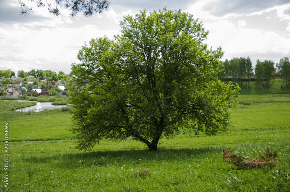 Fototapeta premium summer landscape