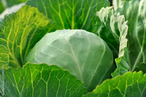 close-up of organically cultivated fresh cabbage in the vegetable garden, morning lighting