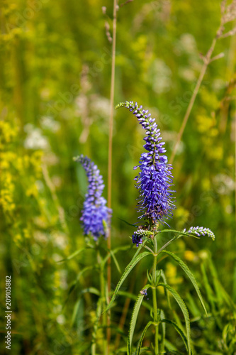 Veronica flowers blue. Wild medicinal plants. The flowers grow in the field.Blue Verónica flowers are covered with sunlight. Flower background. © Kulbabka