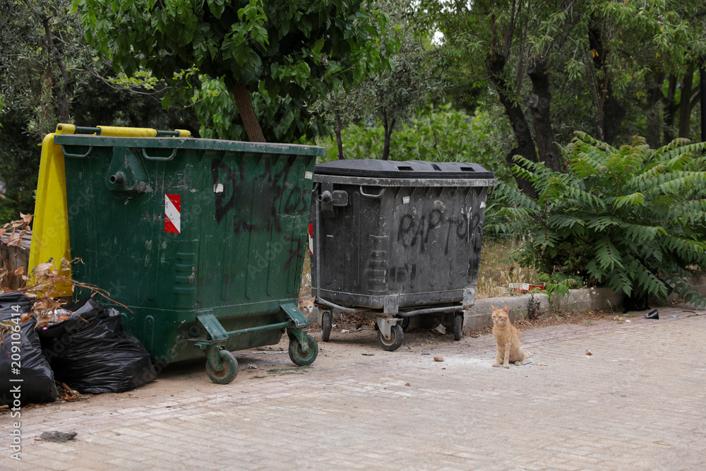 Homeless cat waitig for the food next to trash cans. Homeless cat waitig for the food next to trash cans.