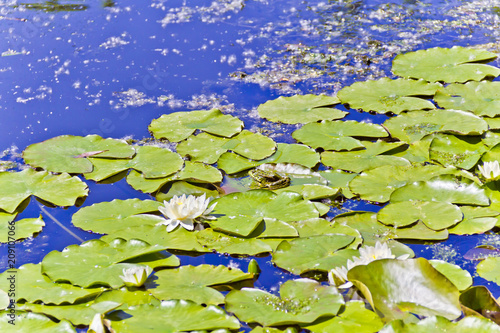 Lake with water lily and frog