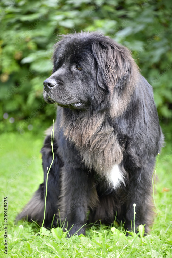 Fototapeta premium Terre-neuve (chienne)