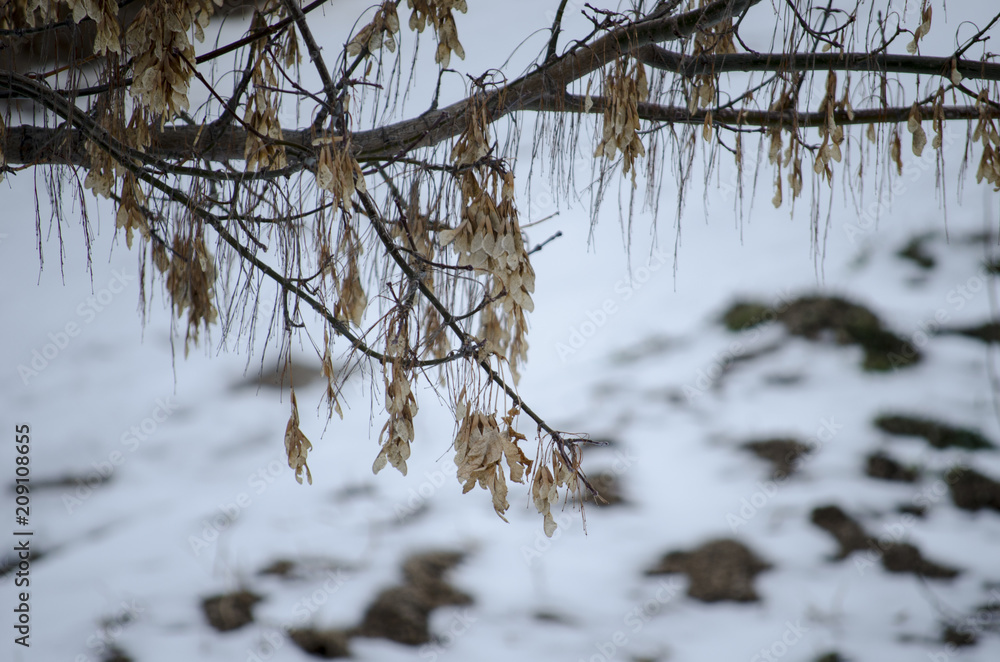 Dry Branches and Leaves Dry Branches and Leaves
