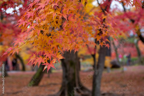 Colorful Autumn Leaves in Tofukuji Temple, Kyoto Japan