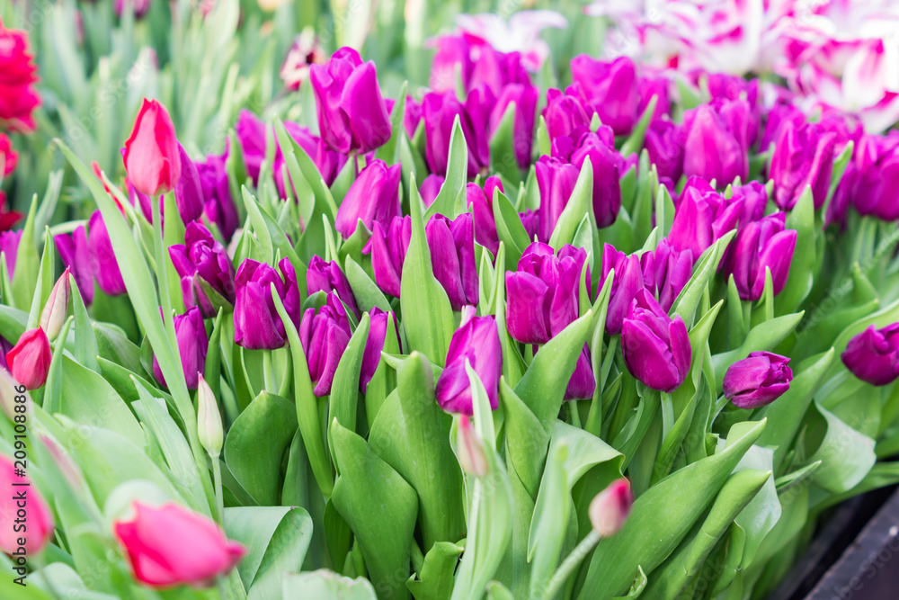 field of blooming colorful tulips, spring flowers in the garden field of blooming colorful tulips, spring flowers in the garden
