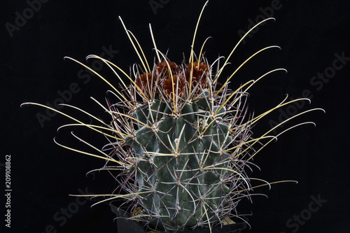 Cactus Glandulicactus uncinatus wrightii with flower isolated on Black. photo