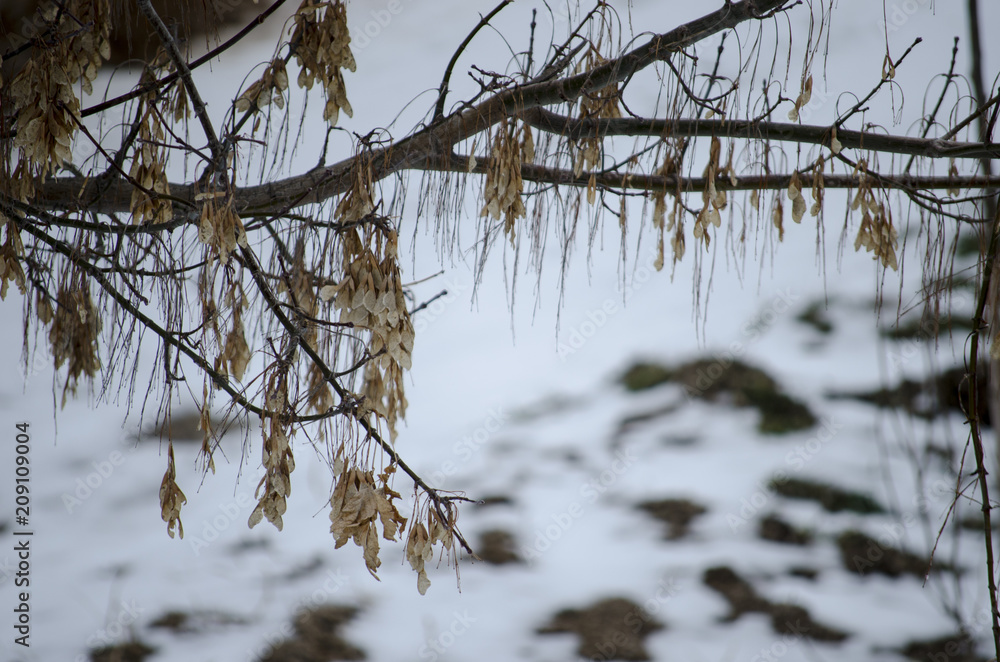 Dry Branches and Leaves Dry Branches and Leaves