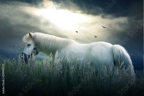 Small white pony with dramatic sky