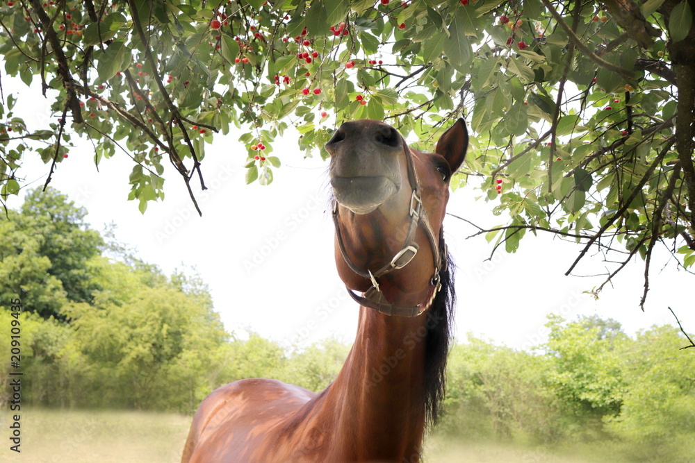 Fototapeta premium Horse eating from tree
