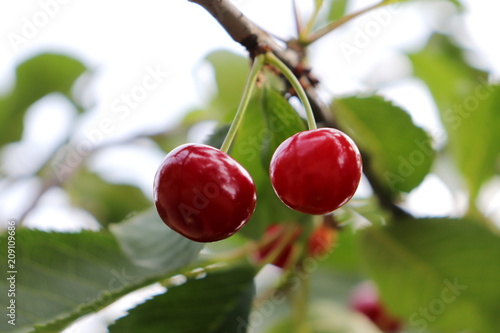Cherry fresh fruit