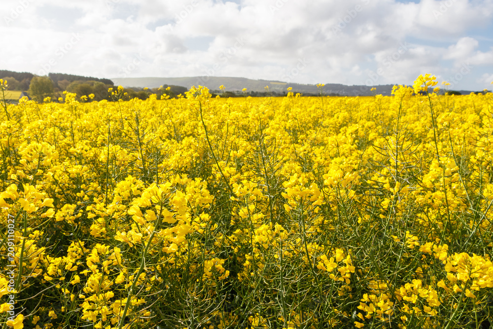Obraz premium Champ de colza en fleurs