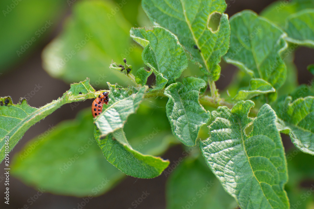 colorado beetle on leaves of potato colorado beetle on leaves of potato