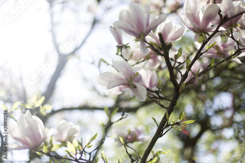 Magnolia © Caroline