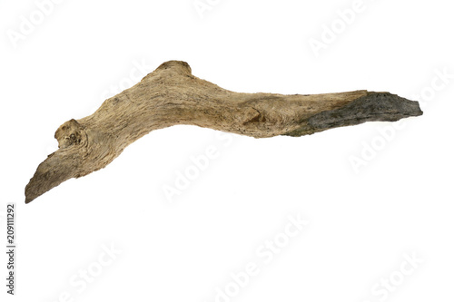 snag driftwood isolated on white background.Old Driftwood tree photo