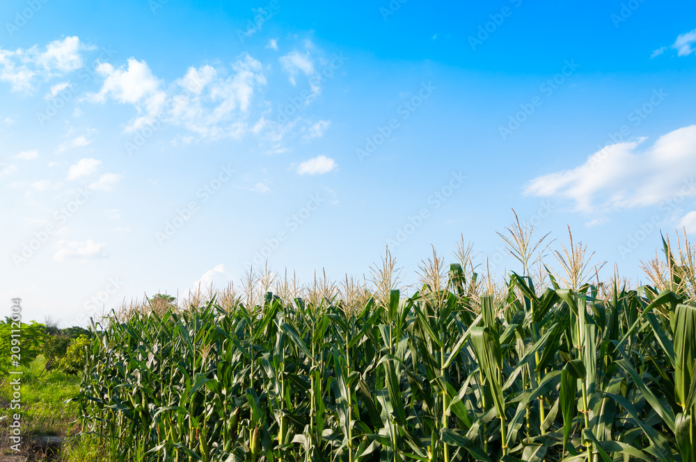 Corn field in clear day, Corn tree at farm land with blue cloudy Sky Corn field in clear day, Corn tree at farm land with blue cloudy Sky