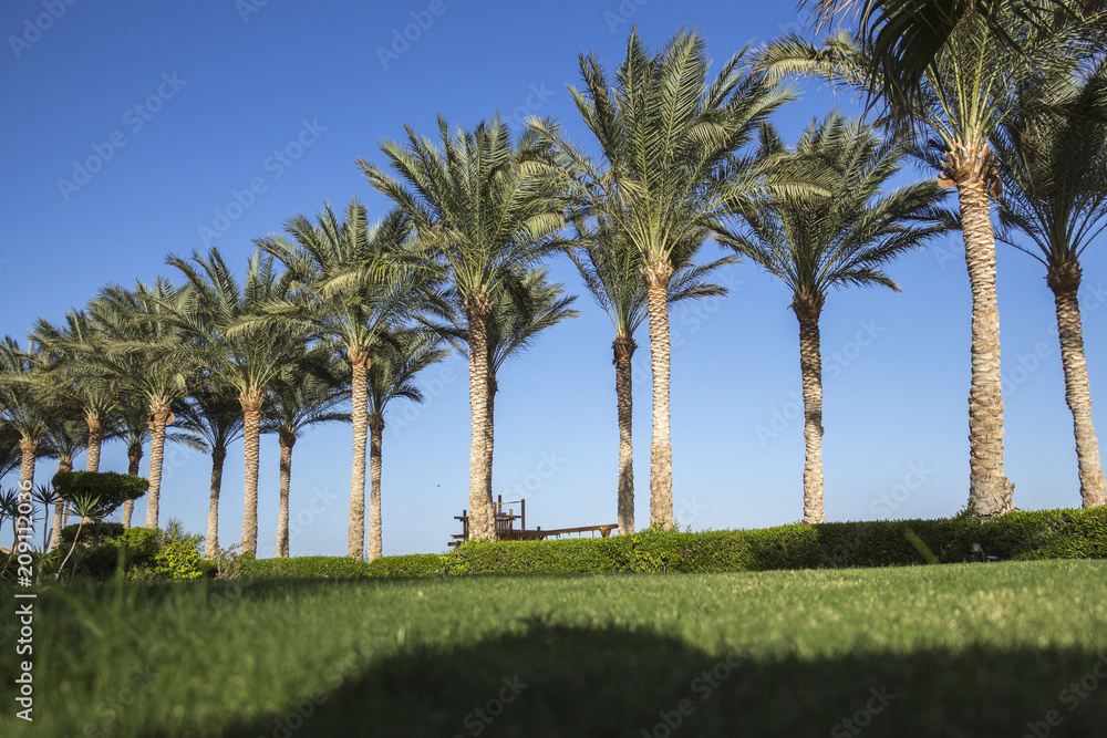 Fototapeta premium A row of tall palm trees near the short-cropped lawn grass and bushes against the blue tropical sky off the sea coast