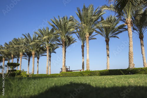 A row of tall palm trees near the short-cropped lawn grass and bushes against the blue tropical sky off the sea coast