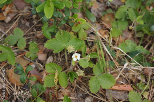 Wild strawberries