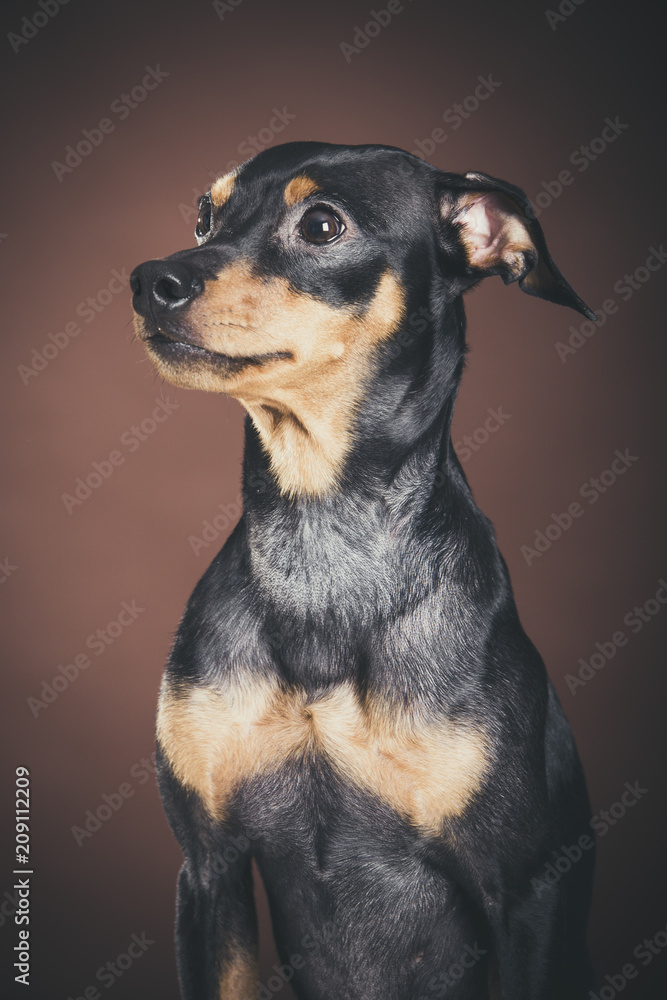 Studio portrait of an expressive pinscher dog against brown background Studio portrait of an expressive pinscher dog against brown background