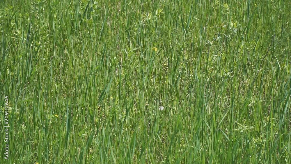 White butterfly cabbage flying over green grass. Slow Motion White butterfly cabbage flying over green grass. Slow Motion