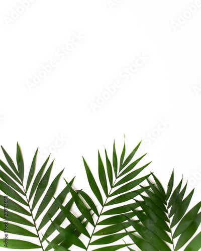 Green palm leafs isolated on white background © Mihai