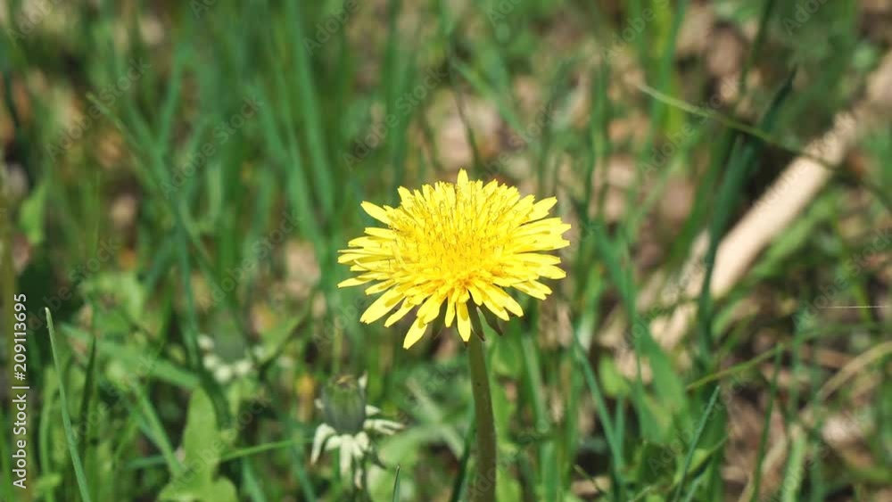 The flower of a yellow dandelion swings the wind The flower of a yellow dandelion swings the wind