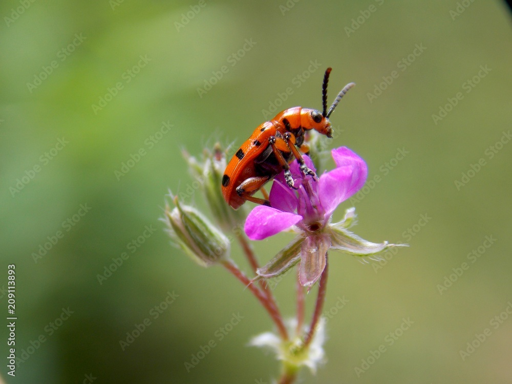 Fototapeta premium red beetle on a pink flower