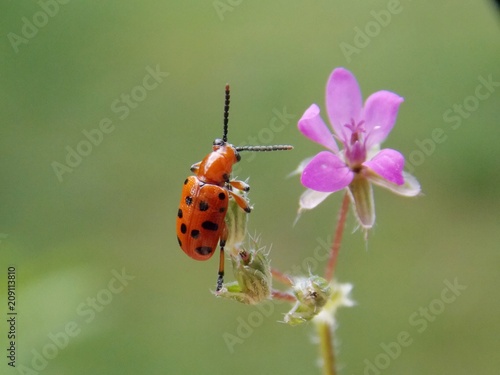 red beetle on a pink flower   © oljasimovic
