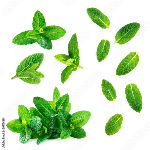 Fresh mint leaves collection  isolated on white background, top view. Close up of peppermint. photo