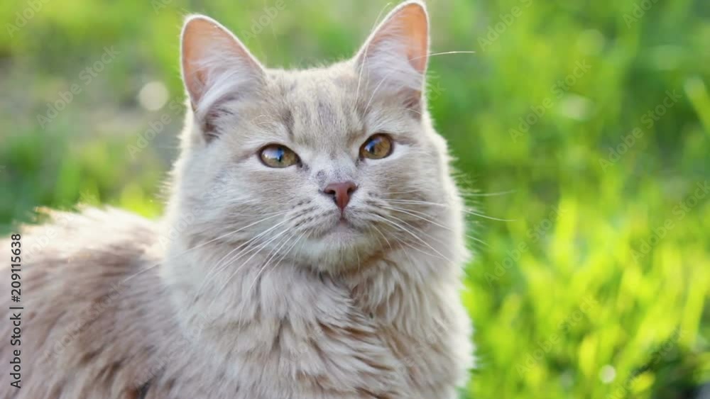 Funny cat on a country site in the spring and summer season Funny cat on a country site in the spring and summer season