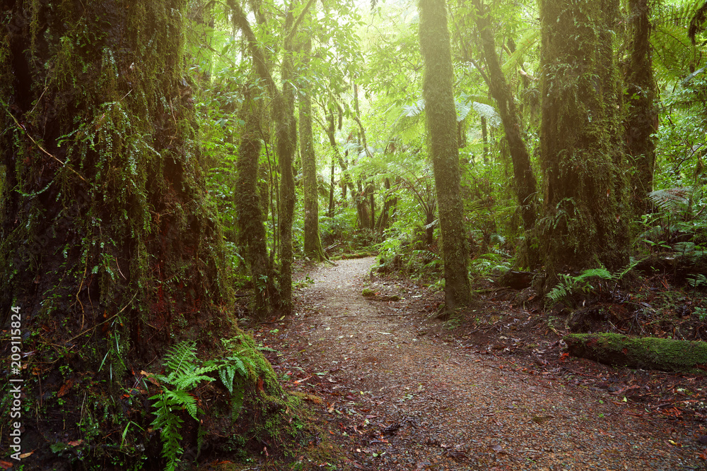 Naklejka premium Forest walking trail