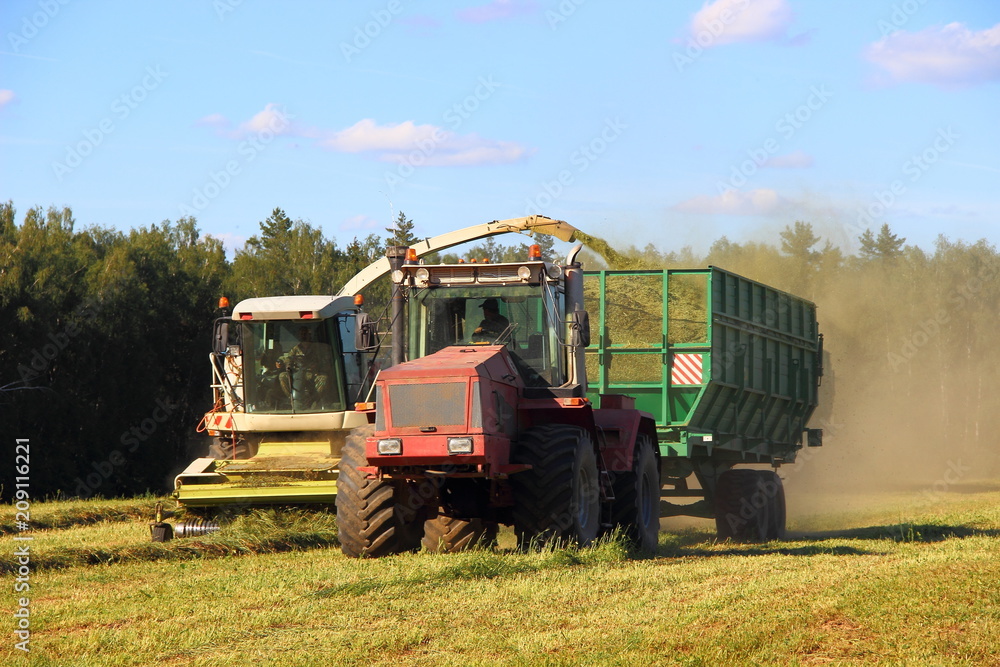 Agriculture - white combine harvester harvests silage in red tractor with green trailer on green field in summer afternoon on forest background Agriculture - white combine harvester harvests silage in red tractor with green trailer on green field in summer afternoon on forest background