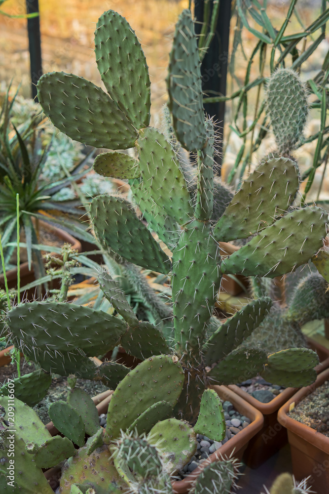Fototapeta premium Cactus