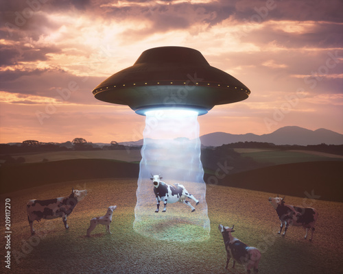 Alien abduction on the farm. Cow on the farm being pulled by the tractor beam of the alien spacecraft.