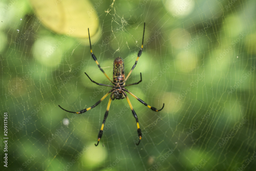 spider hanging in its web in the middle of the jungle spider hanging in its web in the middle of the jungle