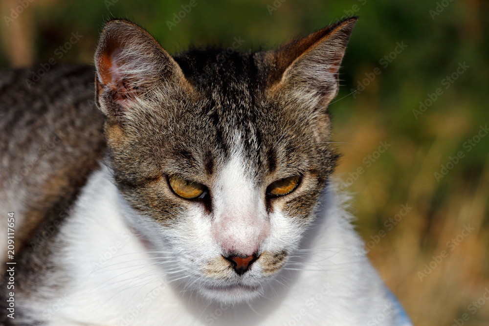 Portrait of feral multicolored cat in the countryside