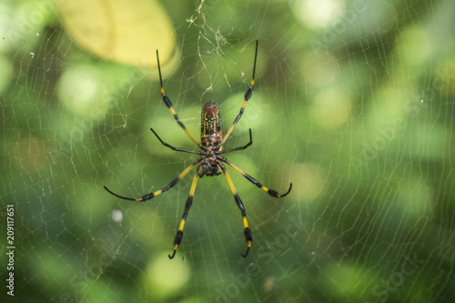 spider hanging in its web in the middle of the jungle
