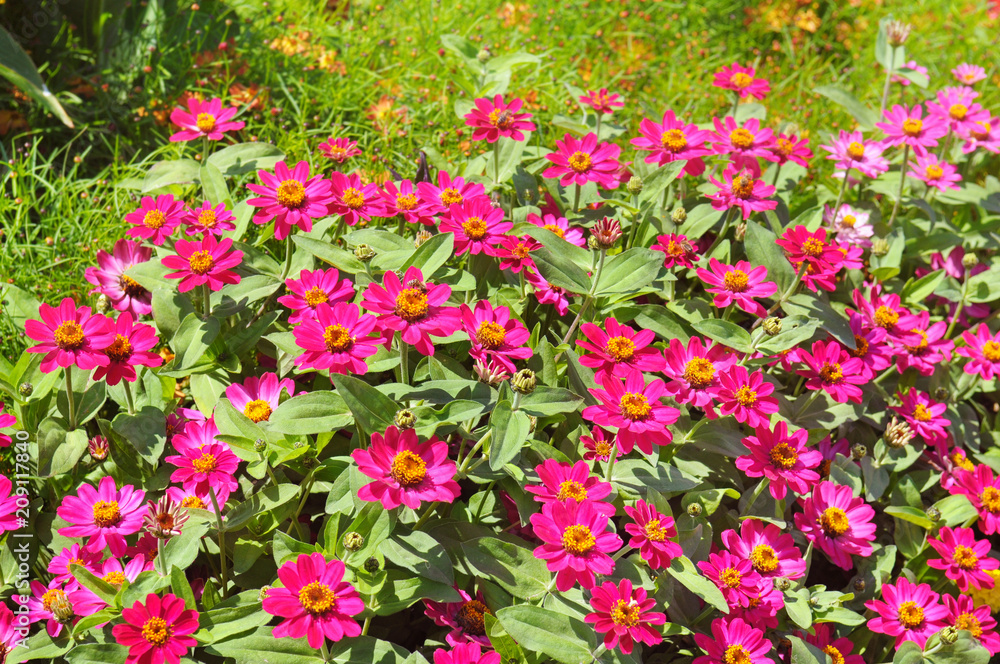 Background of beautiful flowers zinnias.