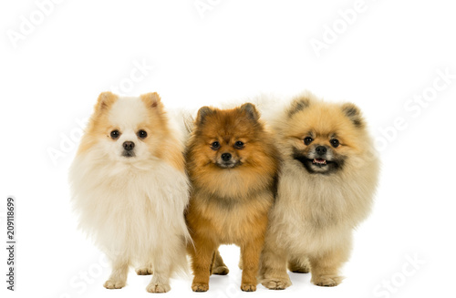 Three Pomeranian dogs standing in a row looking at the camera isolated on white © Leoniek
