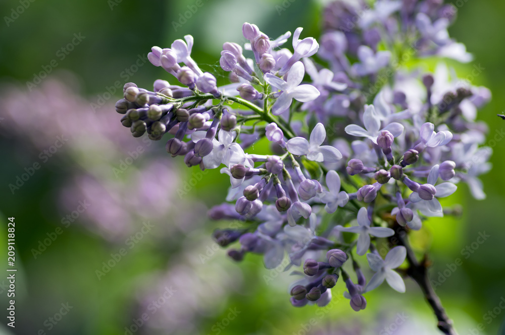 Syringa vulgaris flowering plant in the olive family oleaceae, deciduous shrub with group of light violet purple flowers Syringa vulgaris flowering plant in the olive family oleaceae, deciduous shrub with group of light violet purple flowers