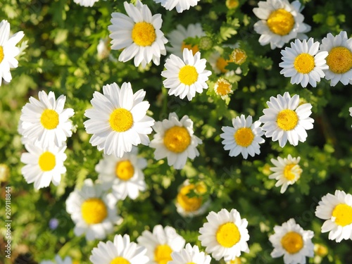 daisy white flower © oasisoasis