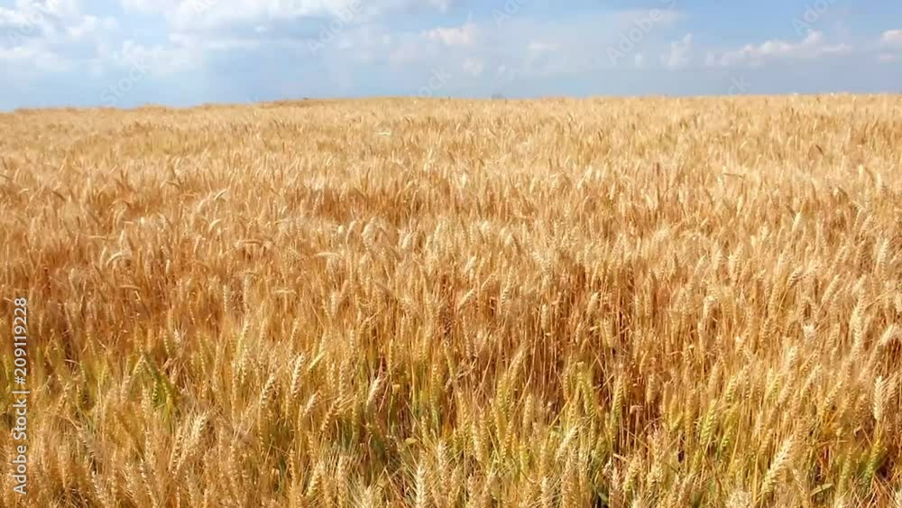 5.The video camera passes over a large field to swaying from the wind of wheat 5.The video camera passes over a large field to swaying from the wind of wheat