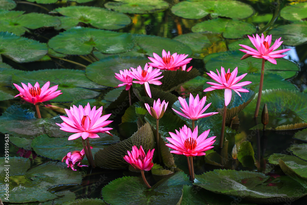 Beautiful pink lotus Beautiful pink lotus