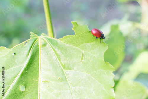 A red beetle eats leaves. photo