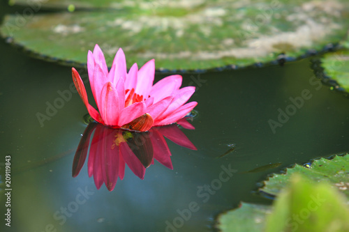 Beautiful pink lotus