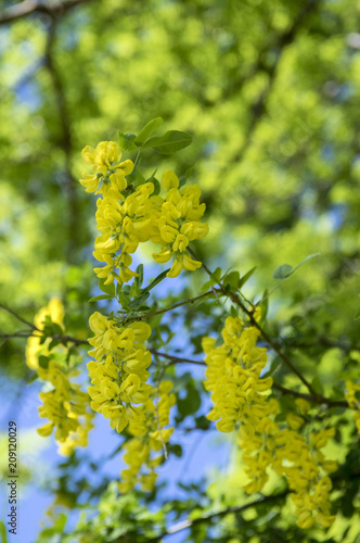 Laburnum anagyroides ornamental yellow shrub branches in bloom against blue sky