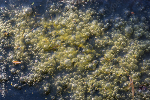 Fototapet Frog spawn in the pond